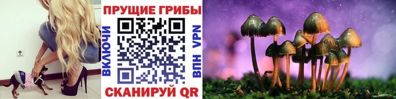 где можно купить   OMG   Псилоцибиновые грибы Magic Shrooms  Ессентукская 